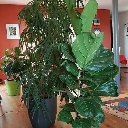 Penthouse Am Park בית אירוח *